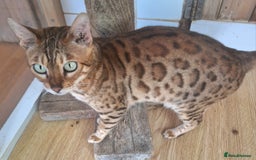 Bengal cats for sale: SBT Tica Bengal retired female Venus - Advert 8