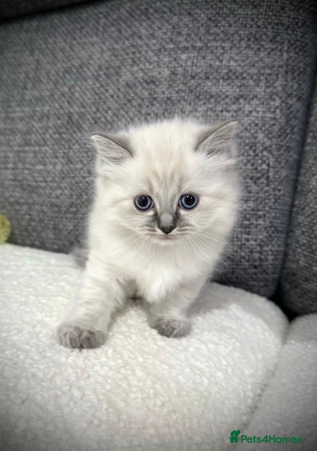Ragdoll cats LAST 2 REMAINING! Beautiful Litter of Ragdolls - Advert 2