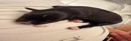 Mixed Breed dogs for sale: Beautiful puppies malanois/collie in Holyhead - Advert 3