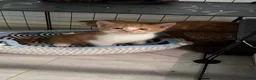 Mixed Breed cats for sale: BSH mix kittens  - Advert 9