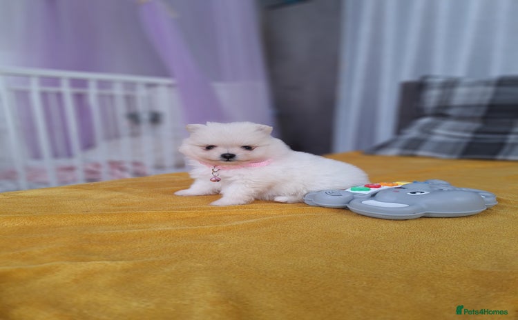 Pomeranian dogs - Advert 3