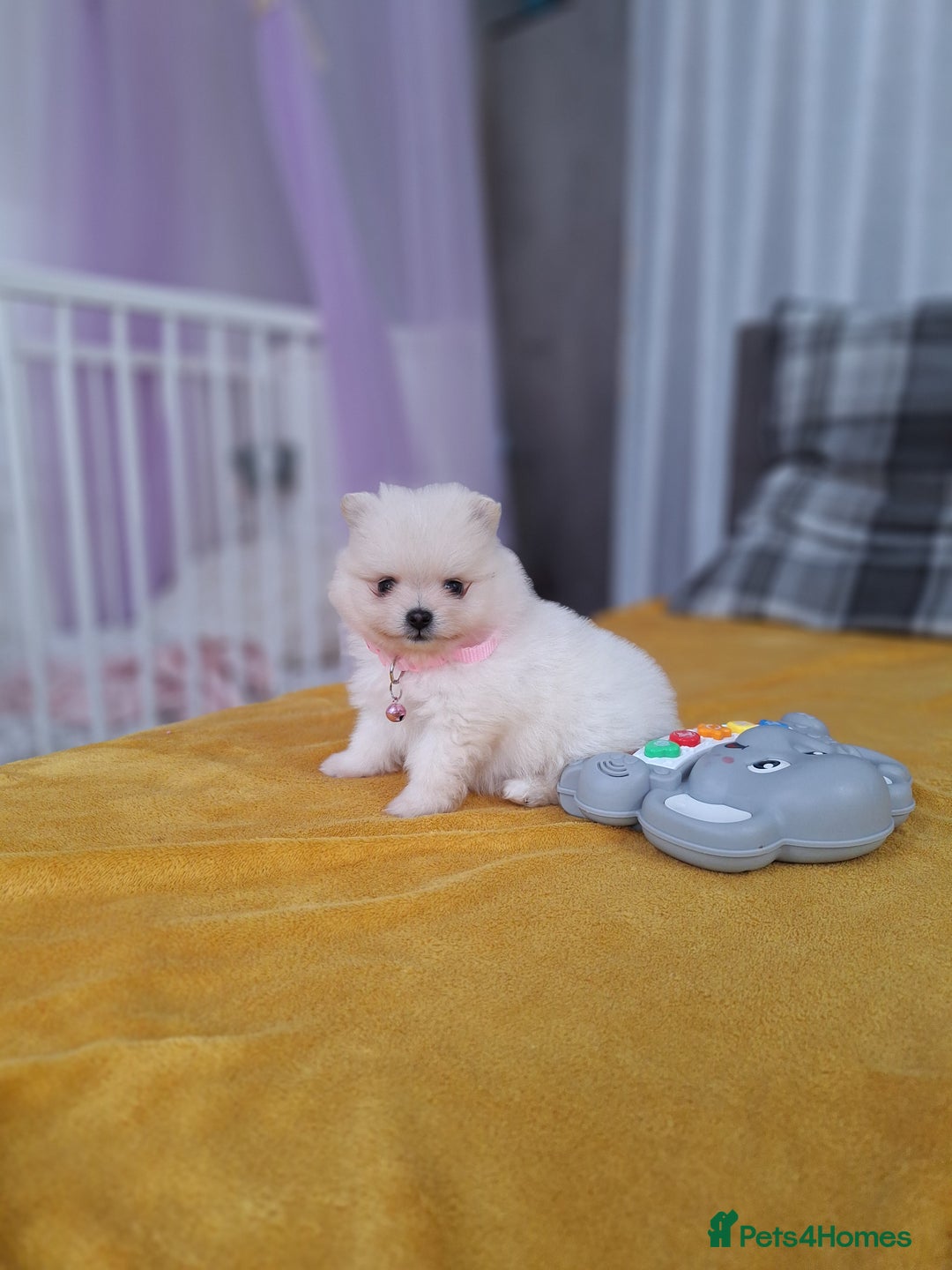 Pomeranian dogs for sale: Exellent quality mini ** pomeranian puppies  - Image 1