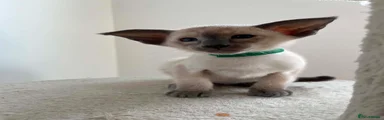 Track - Green Collar