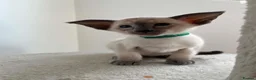 Siamese cats for sale: GCCF Registered Stunning Siamese Kittens  - Advert 10