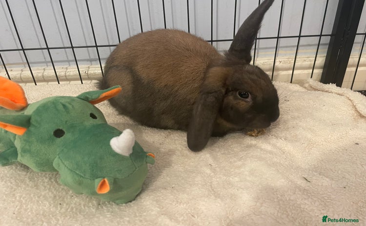 Mixed Breed rabbits - Advert 10
