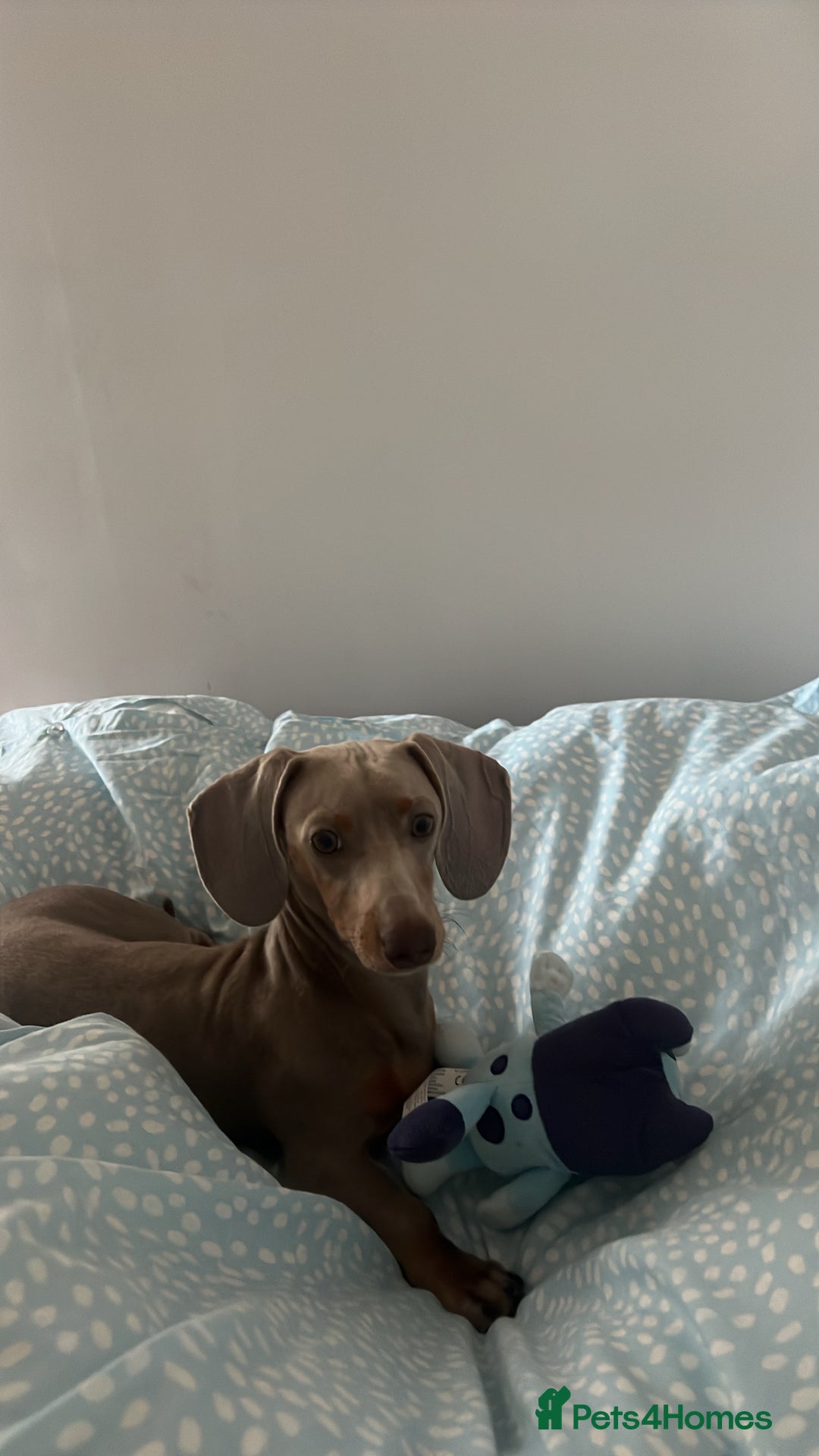 Miniature Dachshund dogs for sale: 9 month, KC registered miniature dachshund  - Advert 11