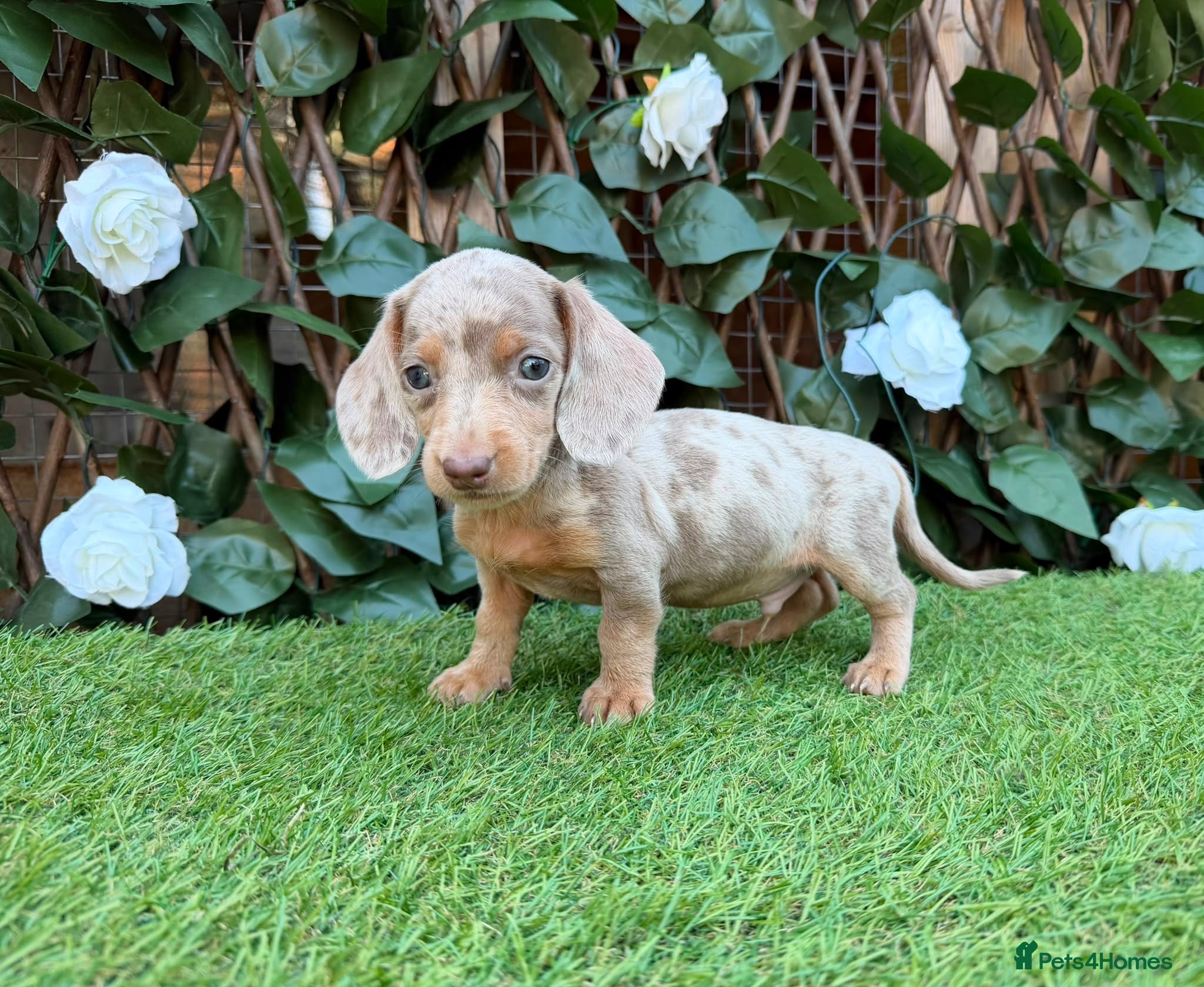 Miniature Dachshund dogs BEAUTIFUL TINY MINIATURE DASCHUNDS DAPPLE  - Advert 1