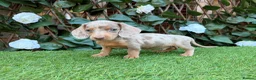 Miniature Dachshund dogs for sale: BEAUTIFUL TINY MINIATURE DASCHUNDS DAPPLE  - Advert 2