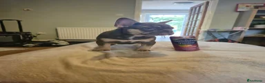 French Bulldog 2
