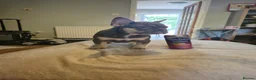 French Bulldog dogs for sale: Last two females ready this weekend, KC Registered - Advert 4