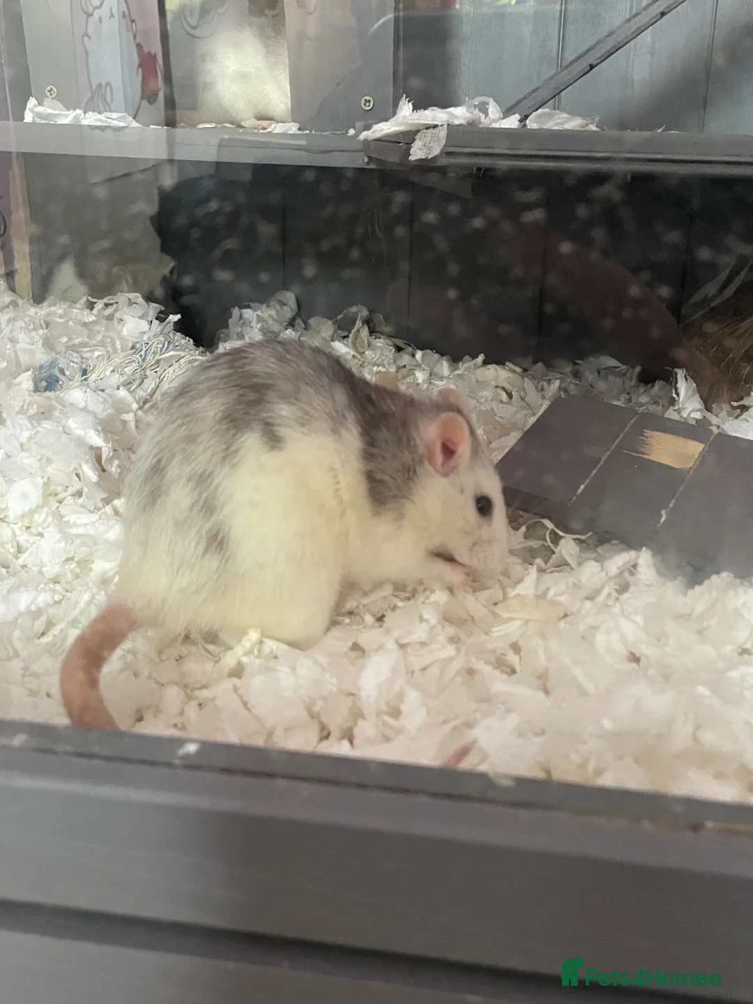 Rat rodents for sale: rats for rehoming  in Ipswich - Advert 4