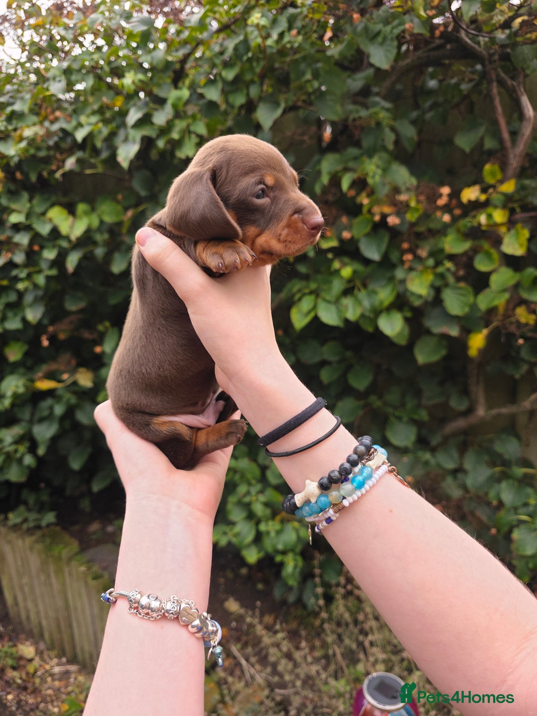 Miniature Dachshund dogs for sale: Beautiful KC registered miniature dachshund babies - Image 5