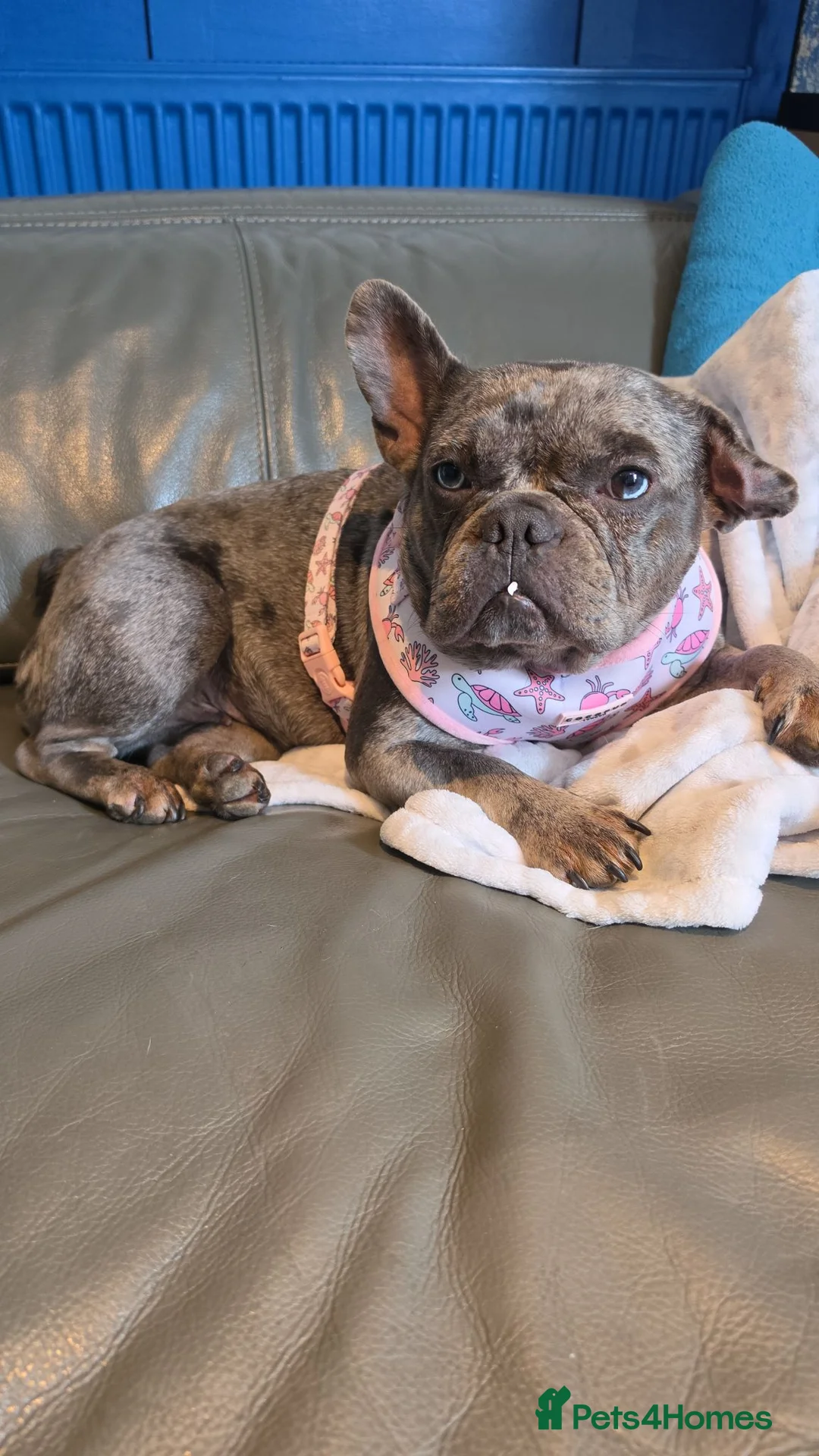 French Bulldog dogs for sale: Forever home/STRICTLY NO OTHER PETS - Advert 2