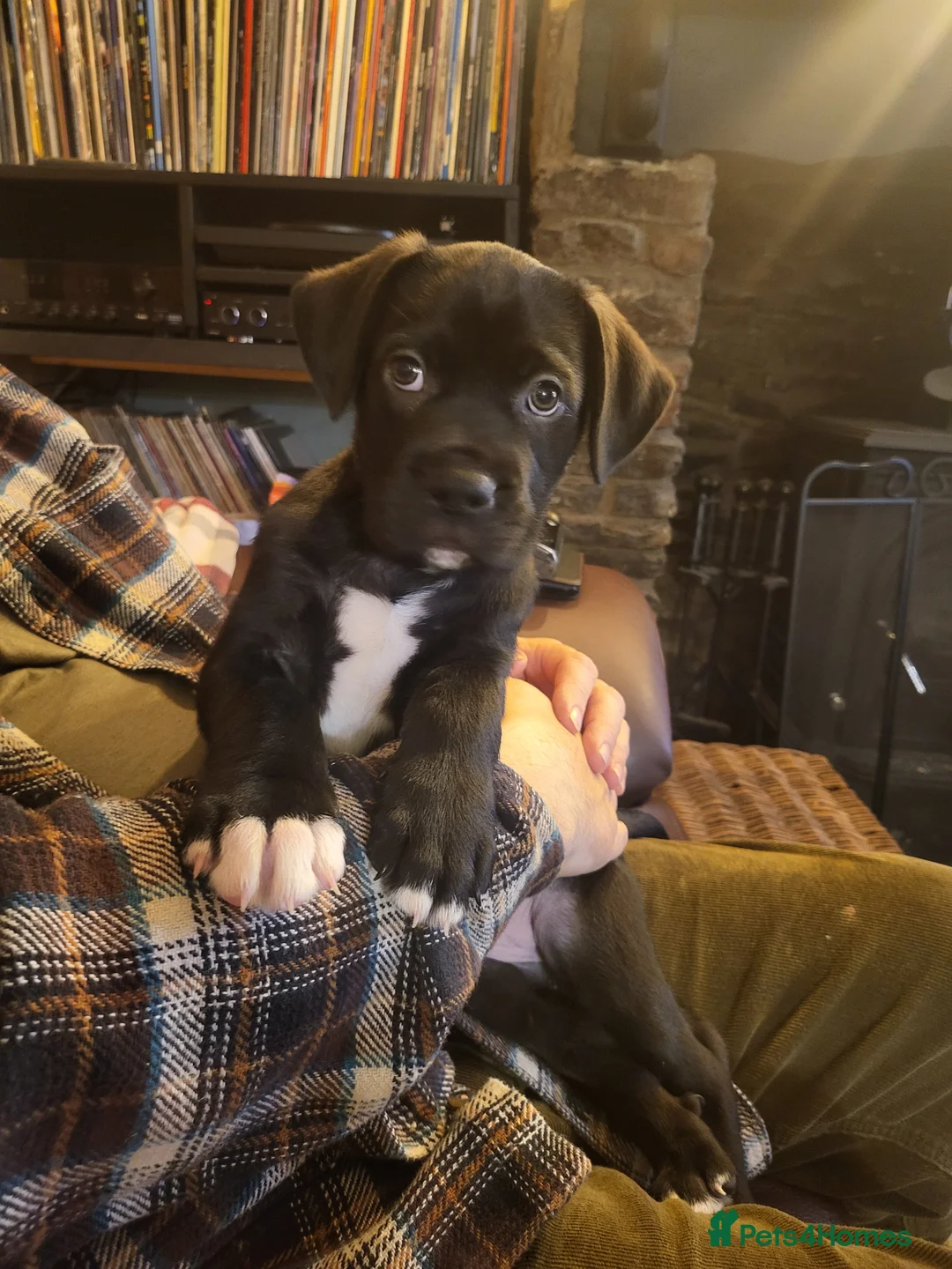Mixed Breed dogs for sale: Cane Corso X Newfoundland/Labrador Puppies - Advert 5