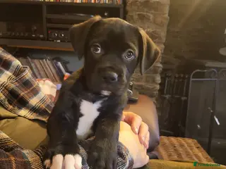 Mixed Breed dogs ##ONLY 2 LEFT## Cane Corso X Newfoundland/Lab Pups - Advert 6