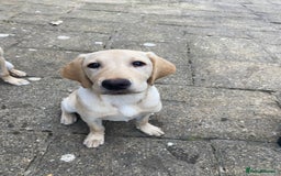 Labrador Retriever dogs for sale: kc reg Labrador retriever  in Wigton - Image 6