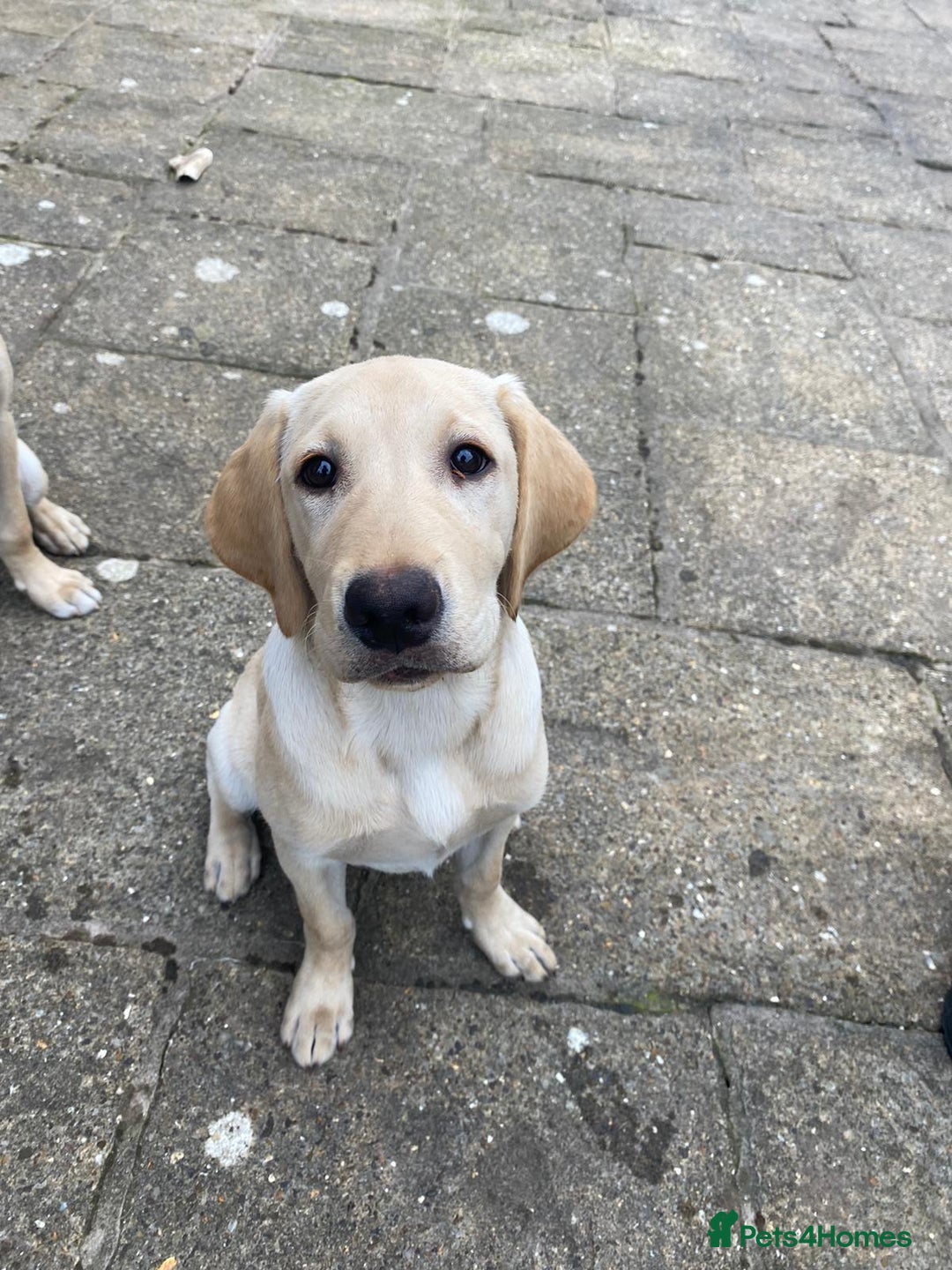 Labrador Retriever dogs for sale: kc reg Labrador retriever  in Wigton - Image 6