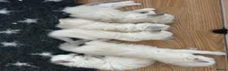 Ragdoll cats for sale: GCCF reg ragdolls - Advert 7