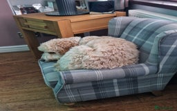 Cockapoo dogs for stud: Male cockapoo for stud 'Woody' - Image 12