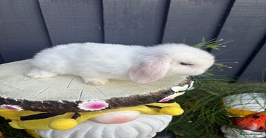 Mini Lion Lop rabbits - Advert 16