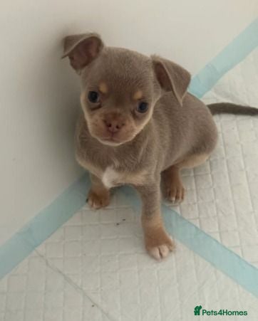 Chihuahua dogs Chihuahua Puppies – 2 Males & 2 Females - Advert 1