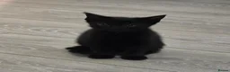 Mixed Breed cats for sale: 3 beautiful playful kittens for sale. - Advert 4