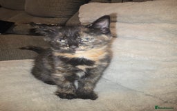 Mixed Breed cats for sale: 3 kittens for sale - Image 2