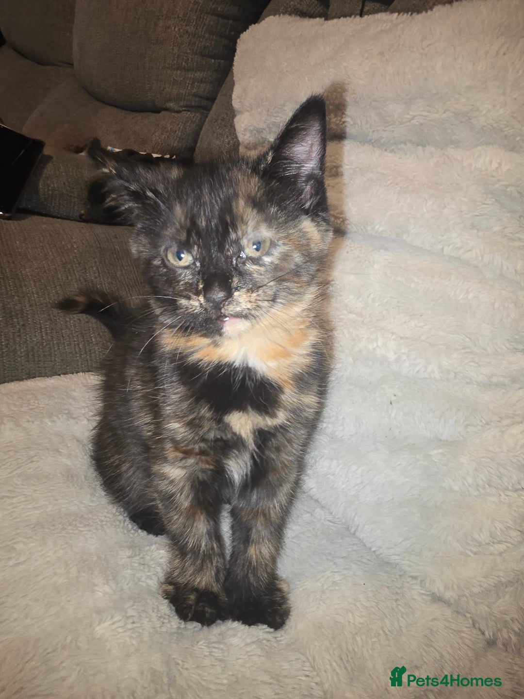 Mixed Breed cats for sale: 3 kittens for sale - Image 2