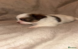 Shih Tzu dogs for sale:  Shih Tzu puppies 1 boy left! - Advert 8