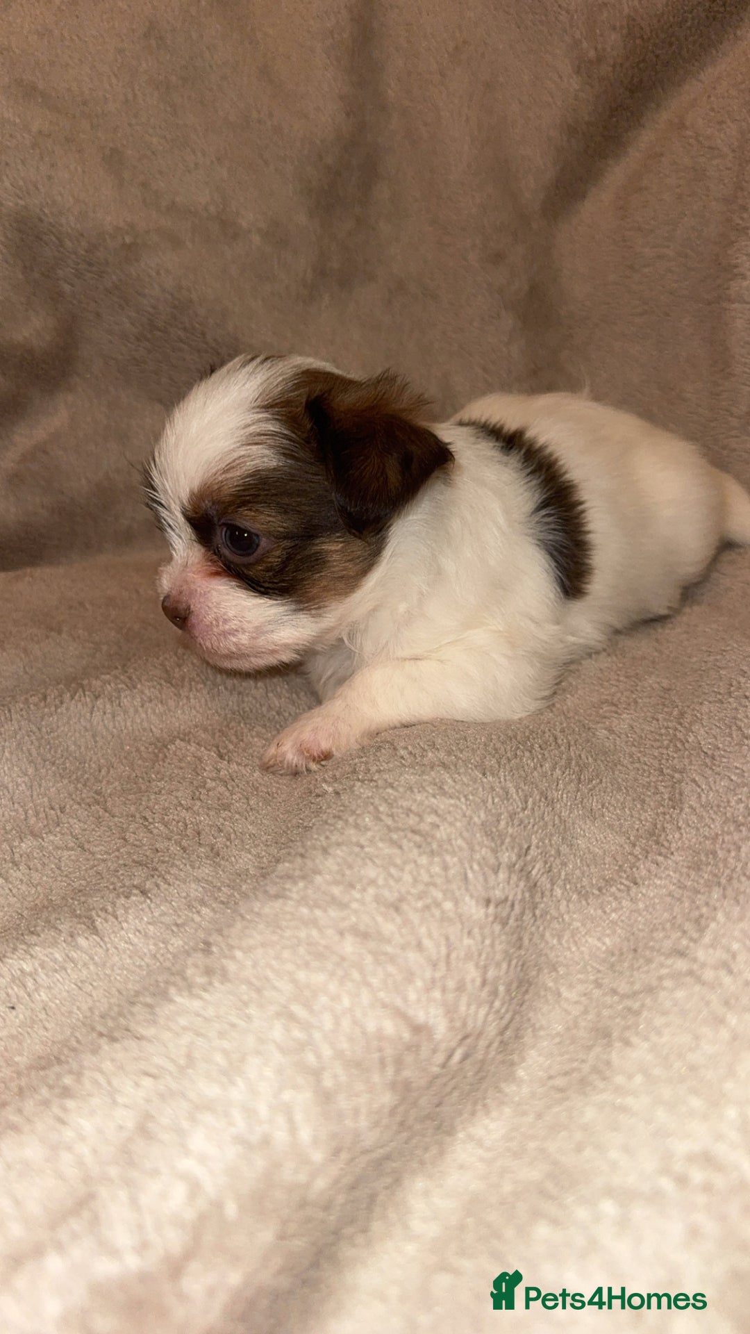 Shih Tzu dogs for sale:  Shih Tzu puppies 1 boy left! - Advert 8