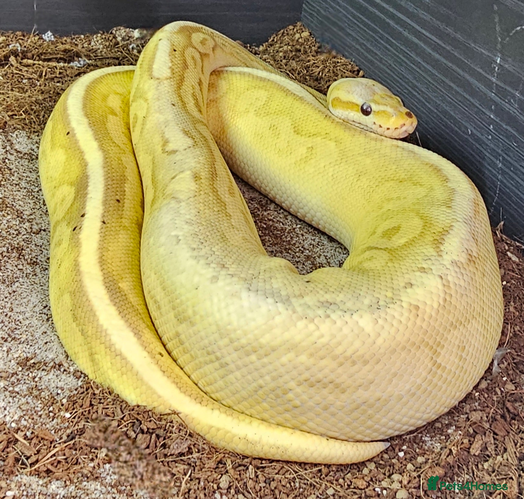 Python Snake reptiles Beautiful Royal Python  - Advert 5