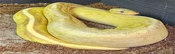 Python Snake reptiles for sale: Beautiful Royal Python  - Advert 1