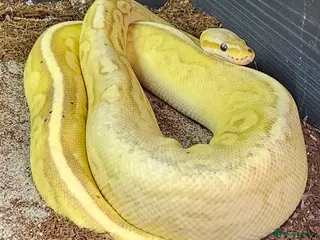 Python Snake reptiles Beautiful Royal Python - Advert 5