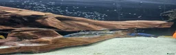 Cichlids fish for sale: African Cichlids for sale - Advert 3