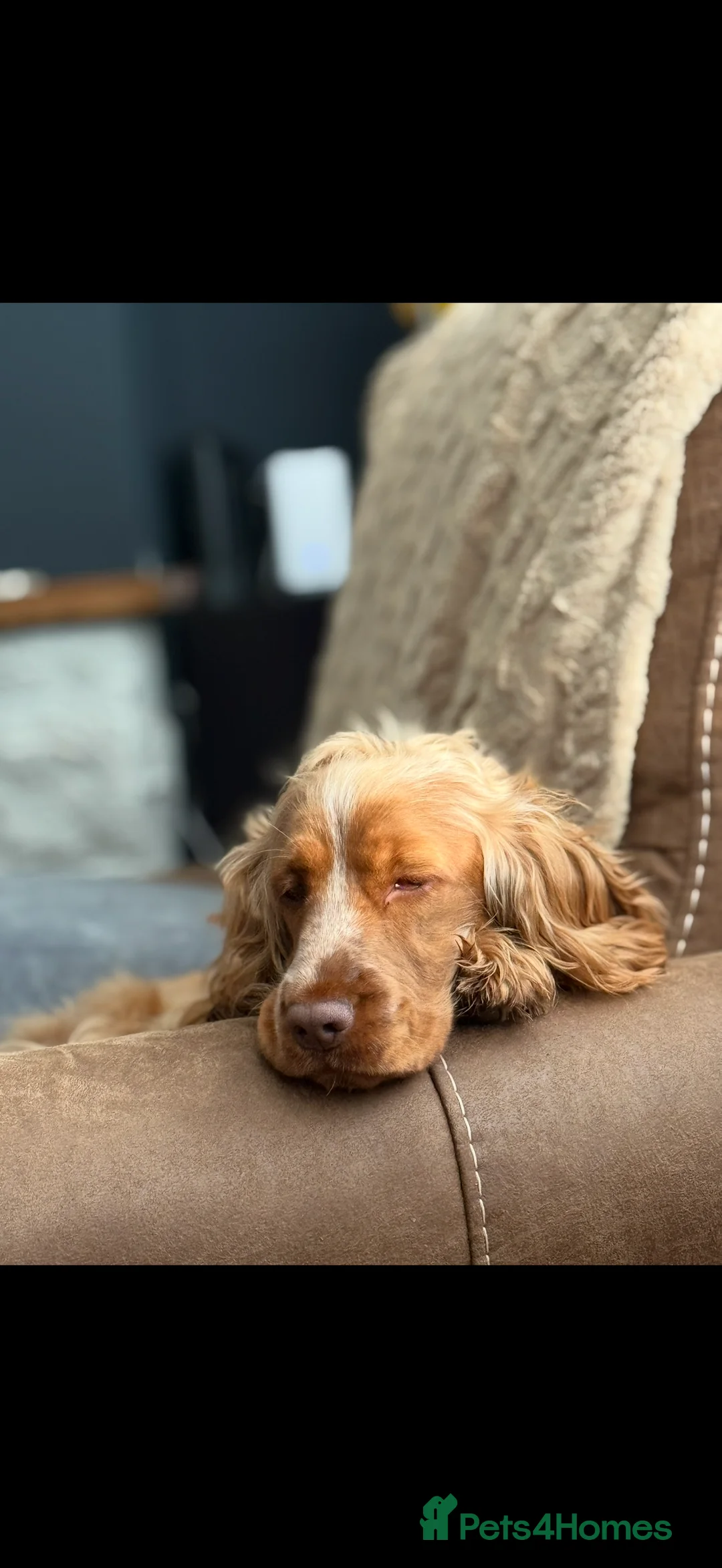 Cocker Spaniel dogs for sale: Penelope - Advert 6