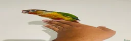 Conures birds for sale: Hand reared conures for sale  - Advert 10