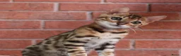 Bengal cats for sale: 🔥Beautiful Bengal girl available🔥 - Advert 21