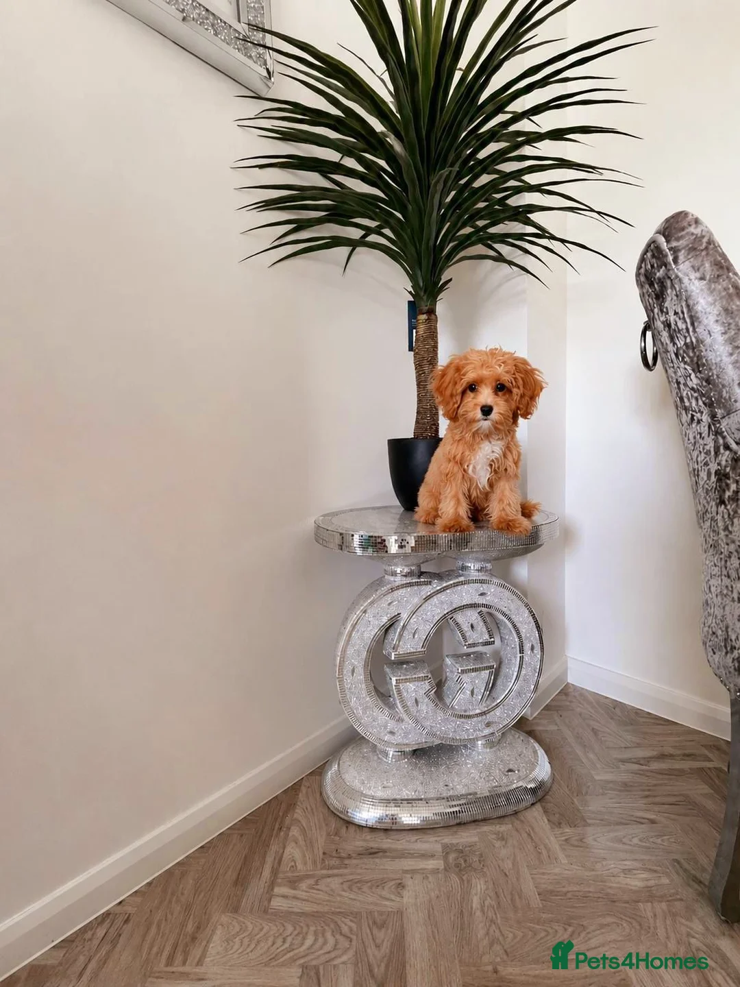 Maltipoo dogs for sale: 🔥Extra Tiny Asian maltipoos  🔥READY TO GO🔥  - Advert 1