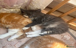 Maine Coon cats for sale: Maincoon X Ragdoll last female kitty - Image 5