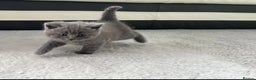 British Shorthair cats for sale: british shorthair kittens - Advert 2