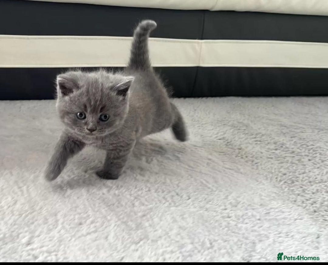 British Shorthair cats for sale: british shorthair kittens - Advert 2