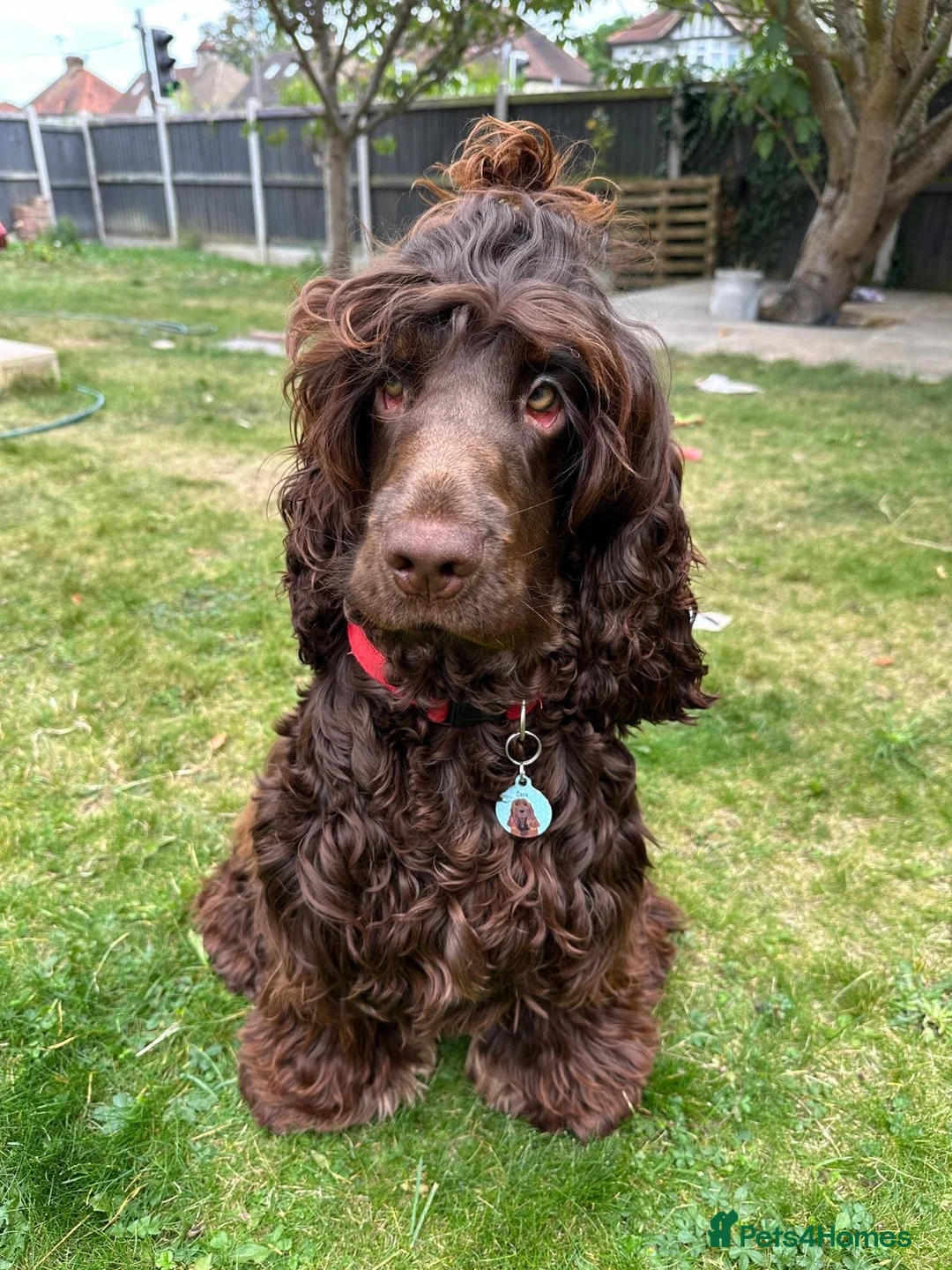 Cocker Spaniel dogs for stud: Stunning Show Cocker Spaniel Stud – Free Service - Advert 3
