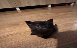 Mixed Breed cats for sale: Tuxedo kitten for sale - Image 4