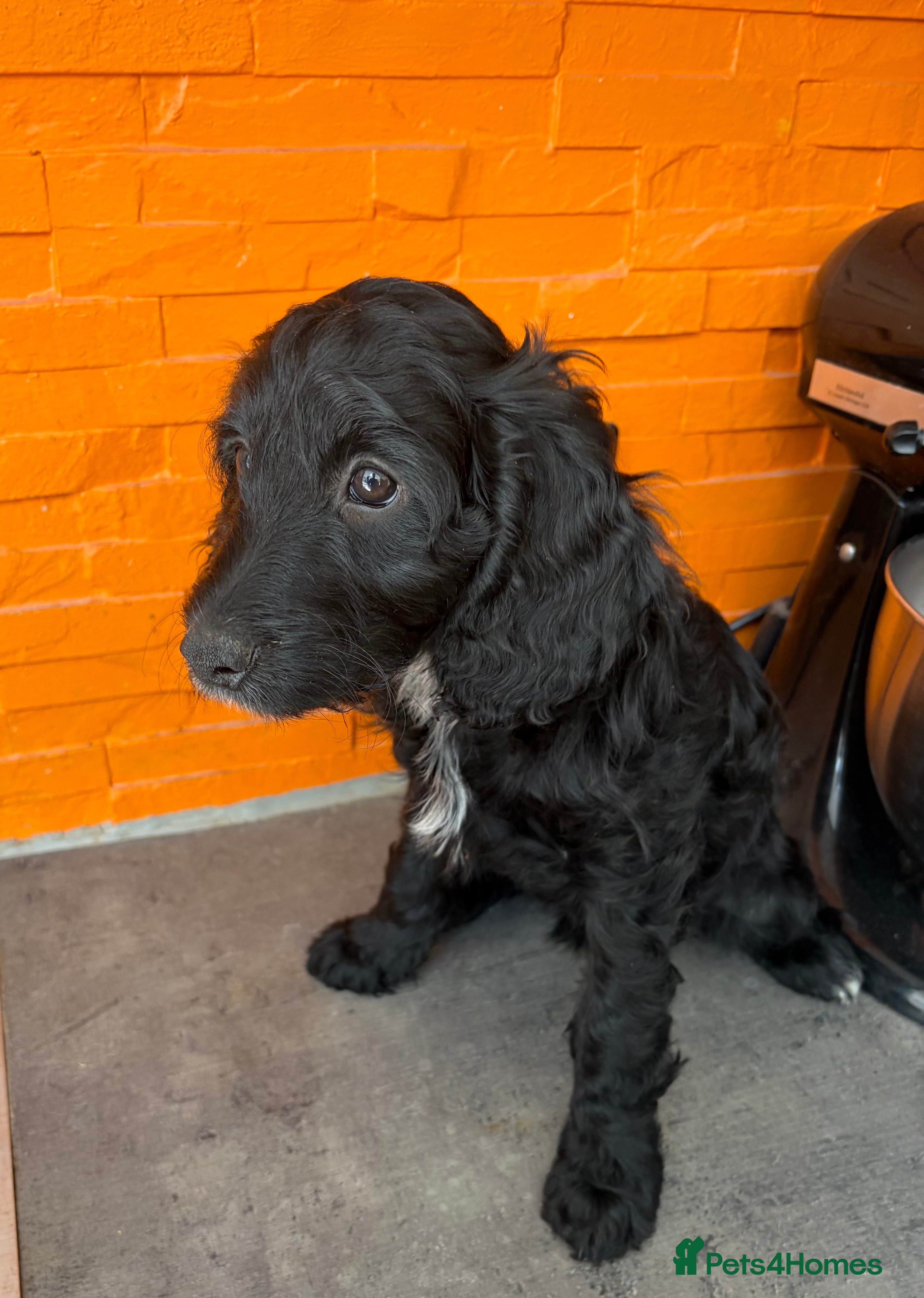Cockapoo dogs F2 Cockapoo Puppies - Home Bred - Advert 2