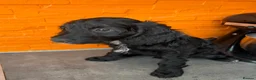 Cockapoo dogs for sale: F2 Cockapoo Puppies - Home Bred - Advert 4