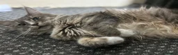 Maine Coon cats for sale: 2 Maine Coon Males  - Advert 1