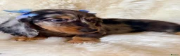 Miniature Dachshund dogs for sale: TOP QUALITY MINI LONG HAIR DACHSHUNDS READY! - Advert 2