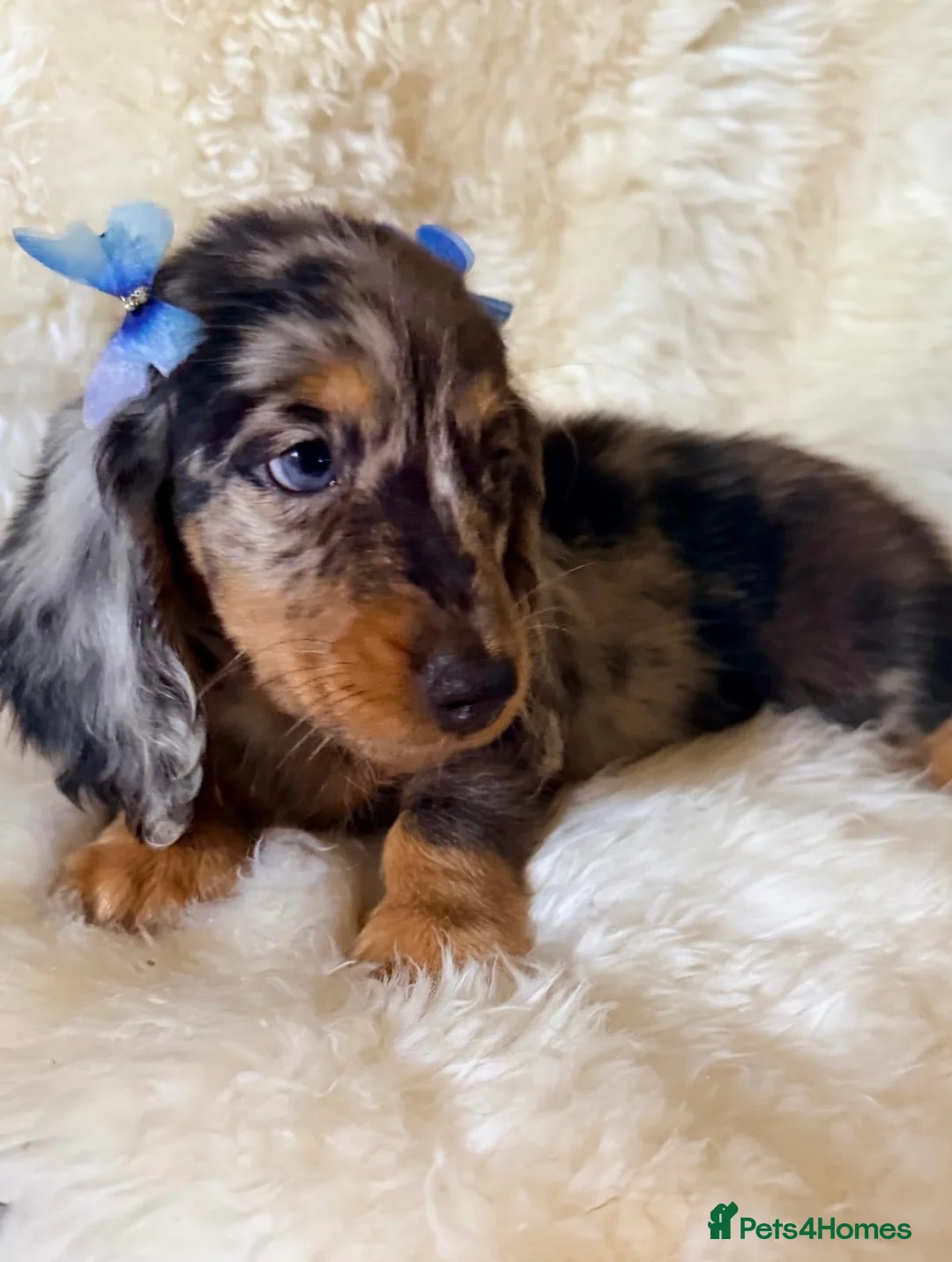 Miniature Dachshund dogs for sale: TOP QUALITY MINI LONG HAIR DACHSHUNDS READY! - Advert 2