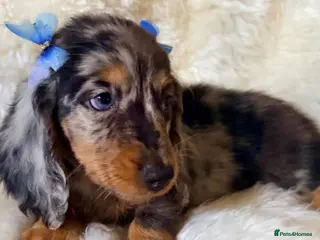 Miniature Dachshund dogs 🥇TOP QUALITY MINI LONG HAIR DACHSHUNDS READY! - Advert 6