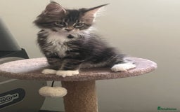 Maine Coon cats for sale: Maine Coon 1 Mackerel Tabby Boy Left Ready To Go - Image 5